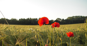 Insel Poel Sommerurlaub